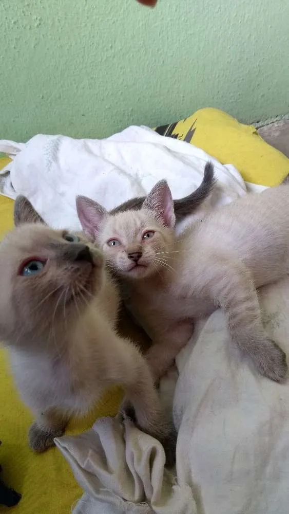 Gato ra a Não definida idade 2 a 6 meses nome Lulu e kika