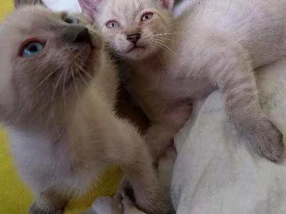 Gato ra a Não definida idade 2 a 6 meses nome Lulu e kika