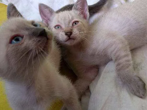 Gato ra a Não definida idade 2 a 6 meses nome Lulu e kika