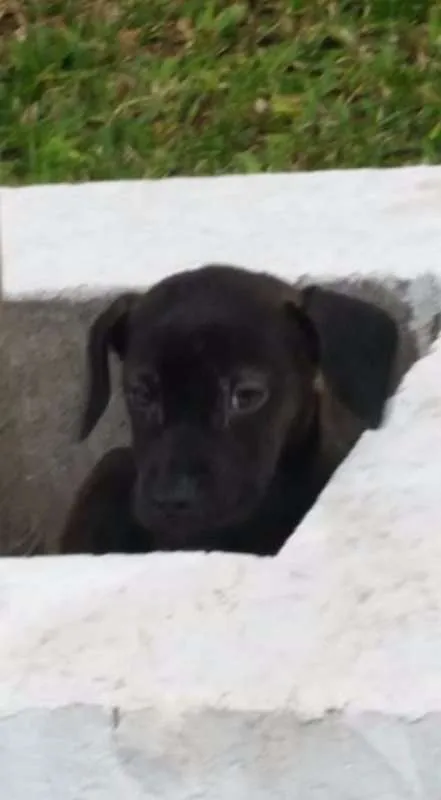 Cachorro ra a SRD idade 2 a 6 meses nome Sem nome