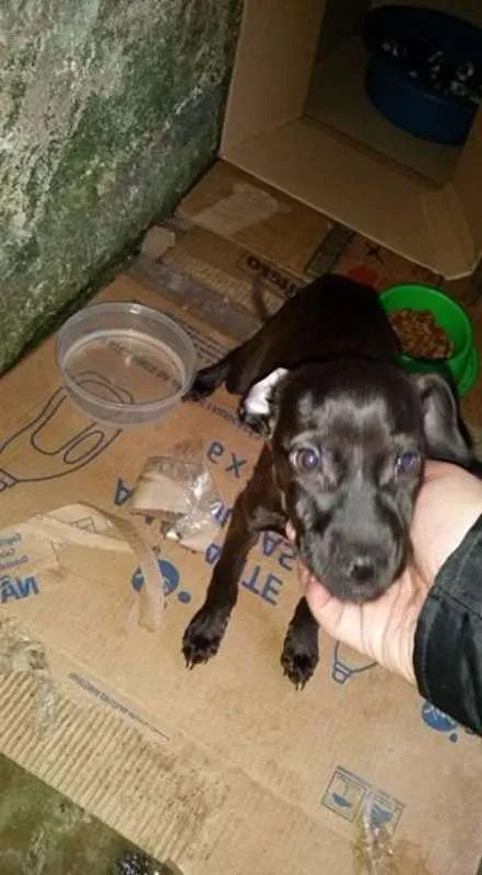 Cachorro ra a SRD idade 2 a 6 meses nome Sem nome