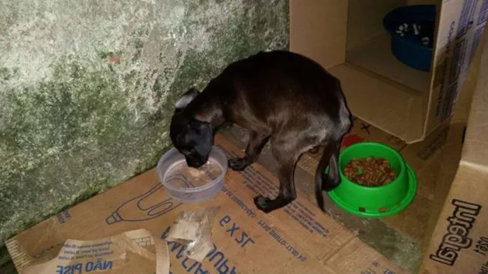 Cachorro ra a SRD idade 2 a 6 meses nome Sem nome