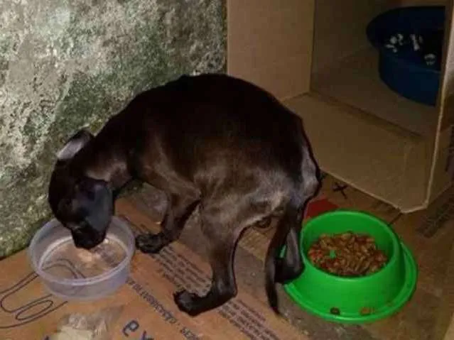 Cachorro ra a SRD idade 2 a 6 meses nome Sem nome