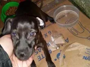Cachorro raça SRD idade 2 a 6 meses nome Sem nome