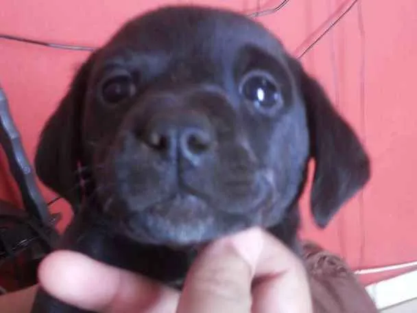 Cachorro ra a RSD idade Abaixo de 2 meses nome Filhotes