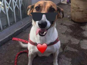 Cachorro raça Linda  idade 2 a 6 meses nome Linda