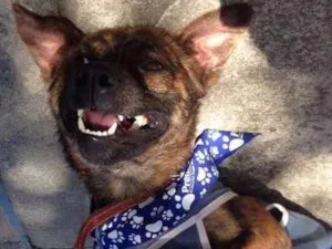 Cachorro raça Brncalhão idade 7 a 11 meses nome Brncalhão