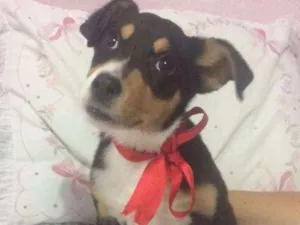 Cachorro raça Diego idade 2 a 6 meses nome Diego
