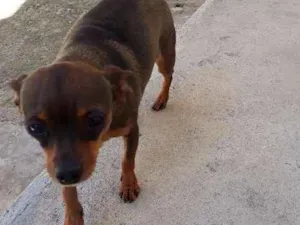 Cachorro raça Pinscher  idade 5 anos nome Mel