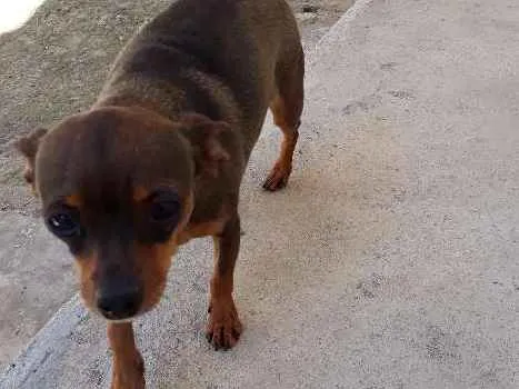 Cachorro ra a Pinscher  idade 5 anos nome Mel