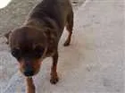 Cachorro raça Pinscher  idade 5 anos nome Mel