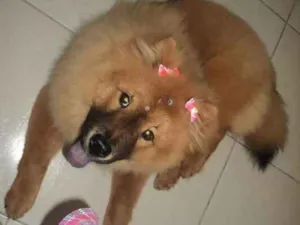 Cachorro raça Chow chow idade 6 ou mais anos nome Babi