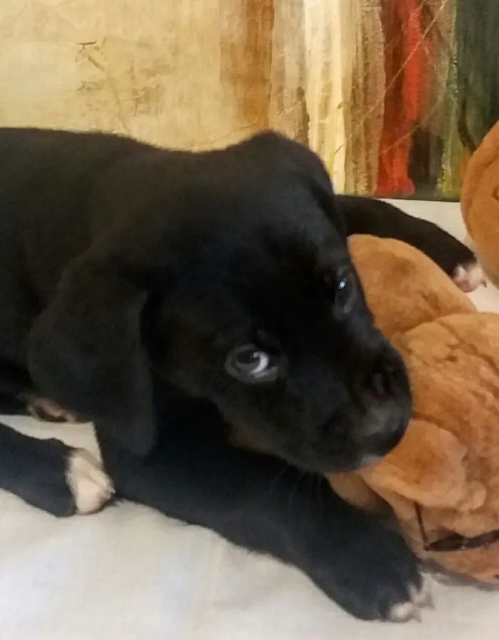Cachorro ra a Sem raça definida idade 2 a 6 meses nome Filhotes