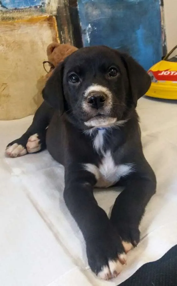 Cachorro ra a Sem raça definida idade 2 a 6 meses nome Filhotes