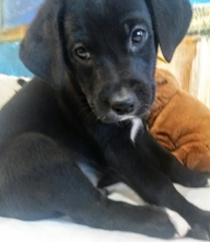 Cachorro ra a Sem raça definida idade 2 a 6 meses nome Filhotes