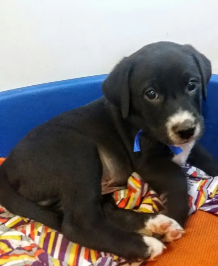 Cachorro ra a Sem raça definida idade 2 a 6 meses nome Filhotes