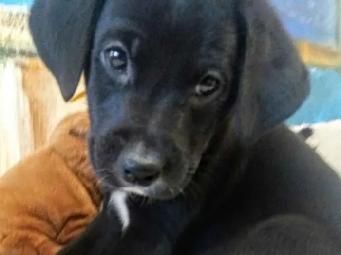 Cachorro ra a Sem raça definida idade 2 a 6 meses nome Filhotes