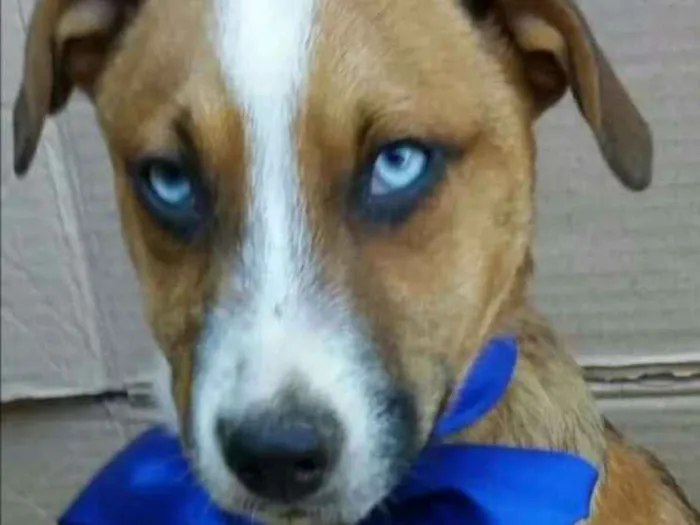 Cachorro ra a Sem raça definida idade 2 a 6 meses nome Filhotes 