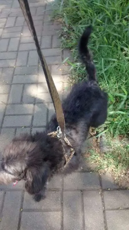 Cachorro ra a SRD idade 1 ano nome FLOP