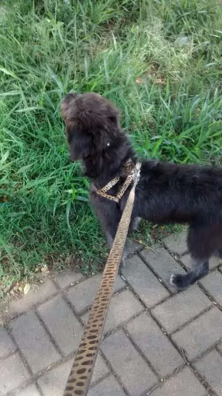 Cachorro ra a SRD idade 1 ano nome FLOP