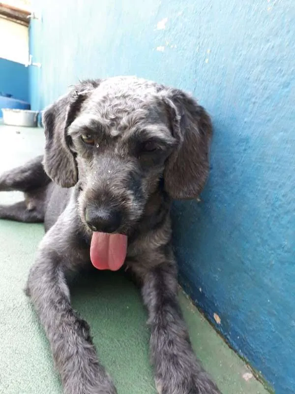 Cachorro ra a SRD idade 1 ano nome FLOP