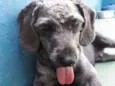 FLOP
