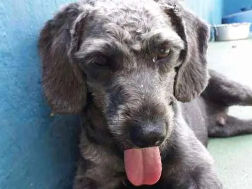 Cachorro ra a SRD idade 1 ano nome FLOP