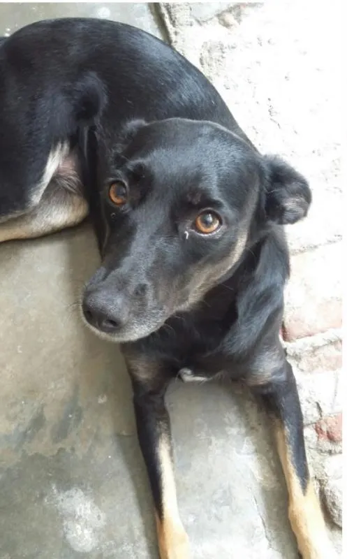 Cachorro ra a SRD idade 1 ano nome Pandora