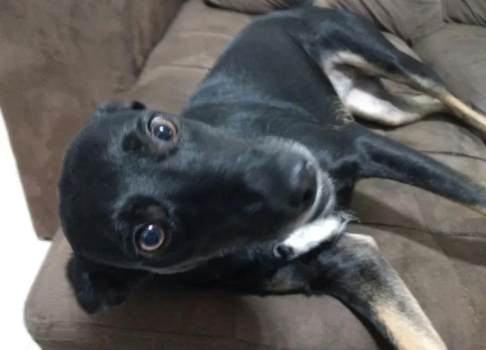 Cachorro ra a SRD idade 1 ano nome Pandora