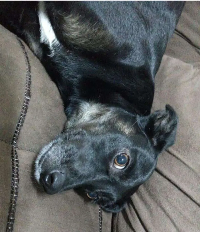 Cachorro ra a SRD idade 1 ano nome Pandora