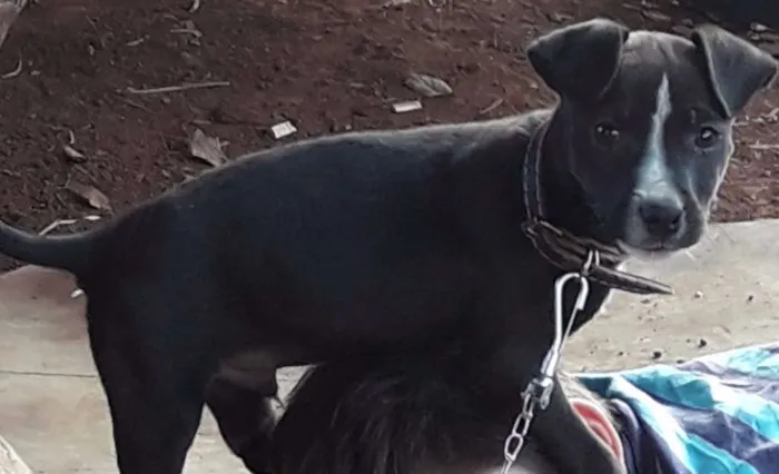 Cachorro ra a não sei idade 2 a 6 meses nome pretinho