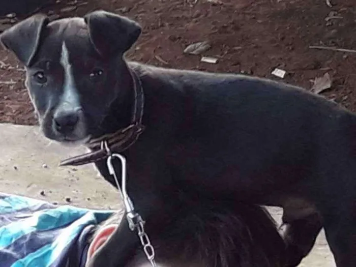 Cachorro ra a não sei idade 2 a 6 meses nome pretinho