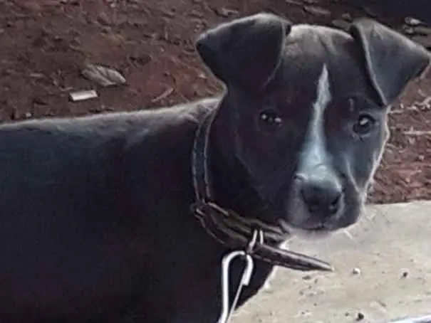 Cachorro ra a não sei idade 2 a 6 meses nome pretinho