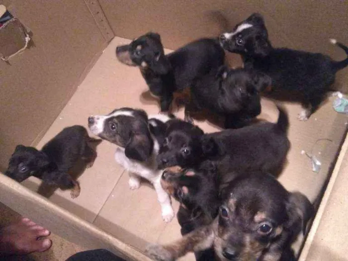 Cachorro ra a Vira lata  idade Abaixo de 2 meses nome Aindanãopossuemnome
