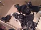 Cachorro raça Vira lata  idade Abaixo de 2 meses nome Aindanãopossuemnome