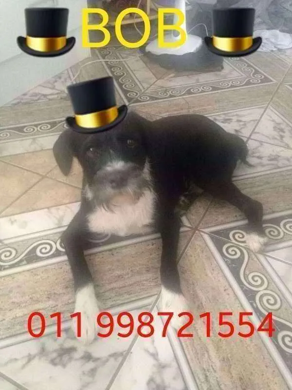 Cachorro ra a Pedro idade 2 a 6 meses nome Pedro