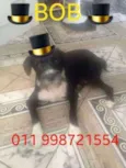 Pedro