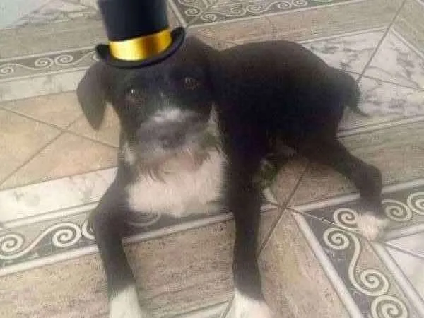 Cachorro ra a Pedro idade 2 a 6 meses nome Pedro