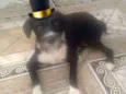 Pedro