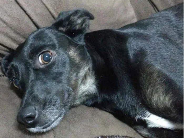 Cachorro ra a SRD idade 1 ano nome Pandora