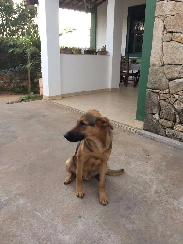 Cachorro ra a Meio sangue Pastor Alemão idade 7 a 11 meses nome Tinoco