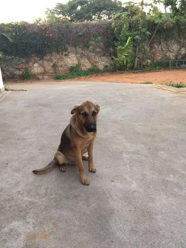 Cachorro ra a Meio sangue Pastor Alemão idade 7 a 11 meses nome Tinoco