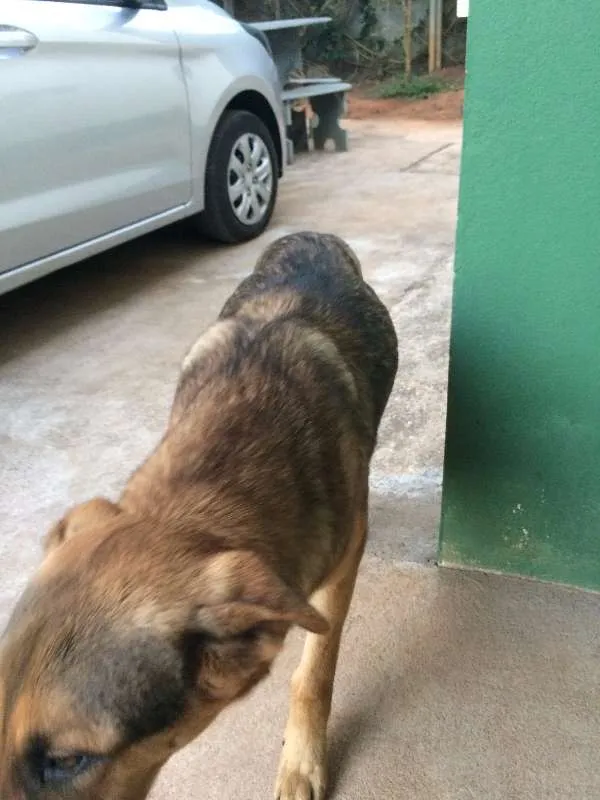 Cachorro ra a Meio sangue Pastor Alemão idade 7 a 11 meses nome Tinoco