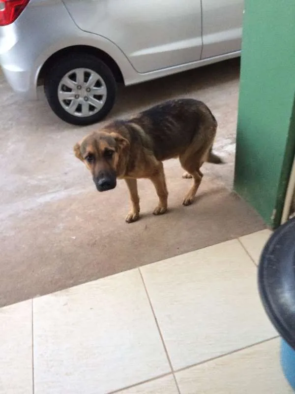 Cachorro ra a Meio sangue Pastor Alemão idade 7 a 11 meses nome Tinoco