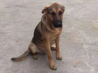 Cachorro ra a Meio sangue Pastor Alemão idade 7 a 11 meses nome Tinoco