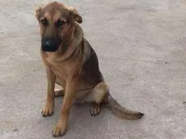 Cachorro ra a Meio sangue Pastor Alemão idade 7 a 11 meses nome Tinoco