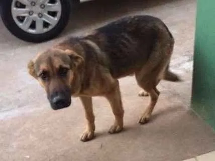 Cachorro ra a Meio sangue Pastor Alemão idade 7 a 11 meses nome Tinoco