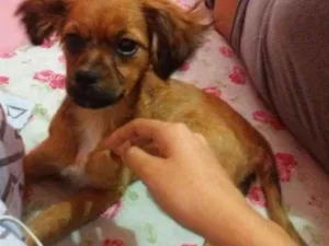Cachorro raça  idade 2 a 6 meses nome Sophie