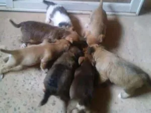 Cachorro raça vira-lata idade Abaixo de 2 meses nome [sem nome]