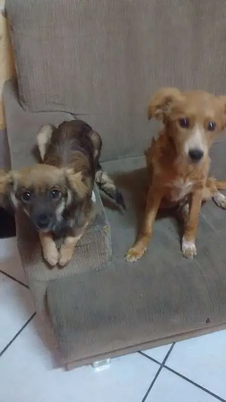 Cachorro raça sem raça definida idade 7 a 11 meses nome Sid e Marley